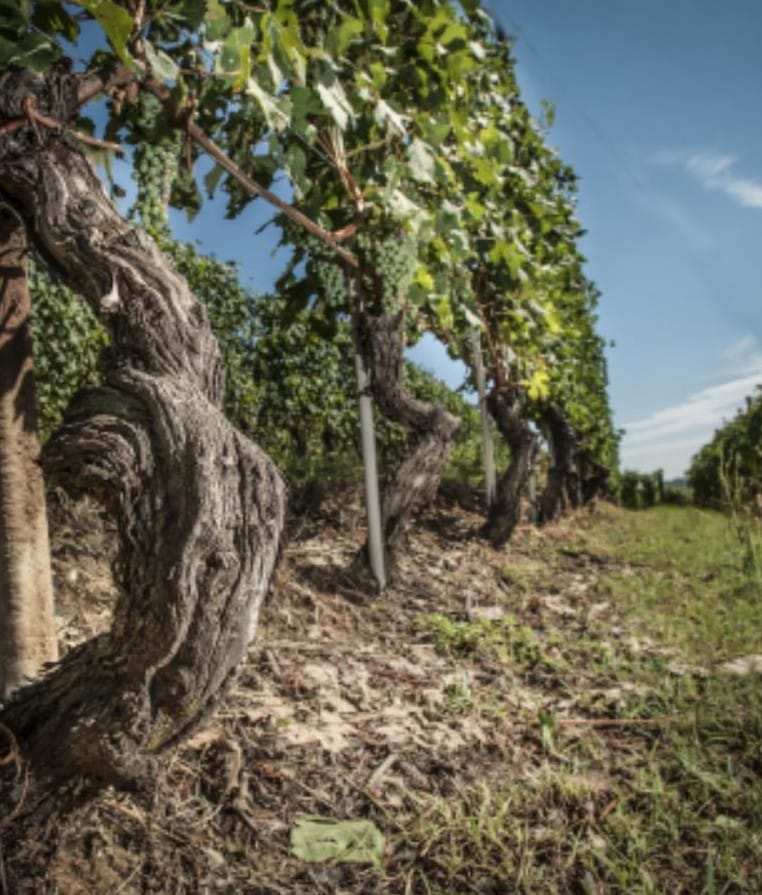 Casa vinicola Luciano Sandrone Sorprendente dal 1970 11 luciano sandrone scorcio di vigna