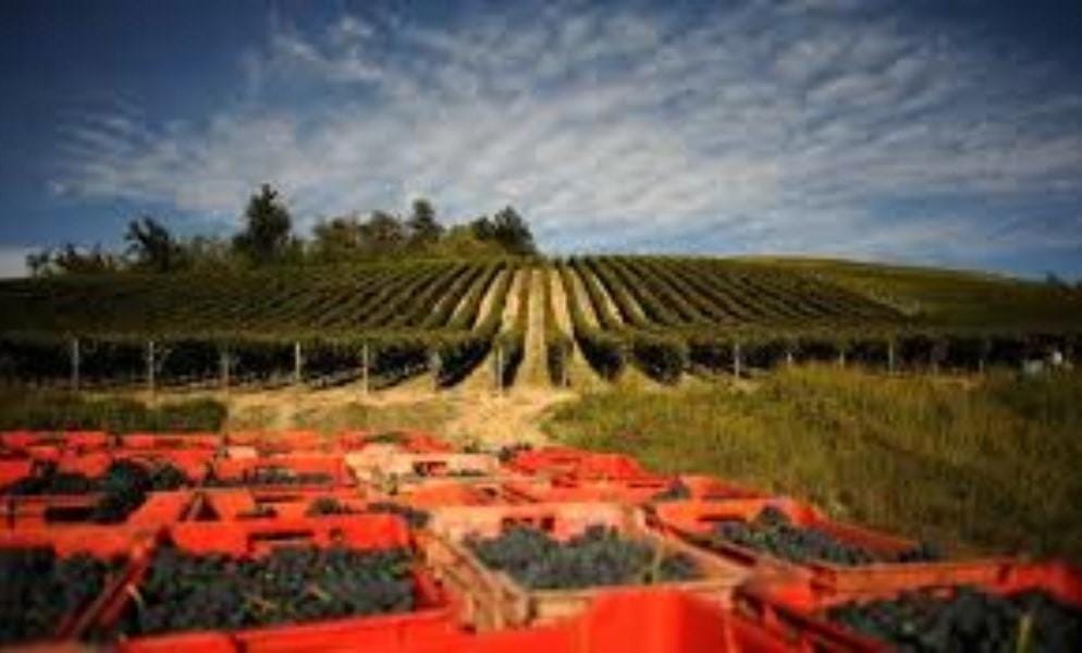 abbona marziano la vendemmia