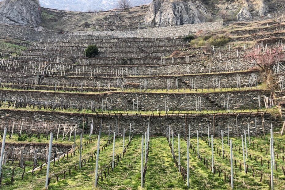 casa vinicola thomain vista esterna di una parte dei vigneti della zona di produzione