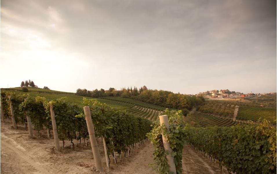 Casa vinicola Vietti Incredibile dal 1848 11 pio cesare vigneti