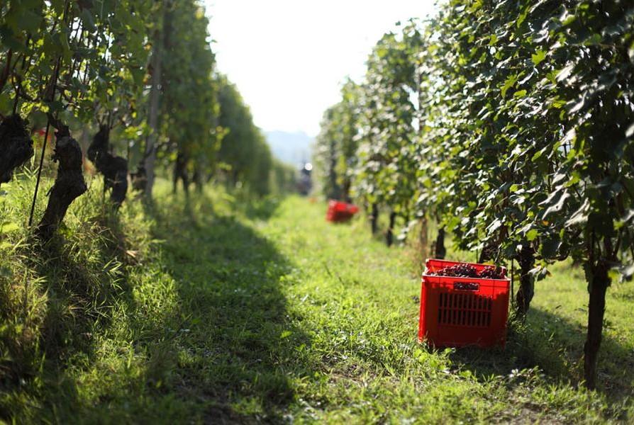 poderi oddero la vendemmia