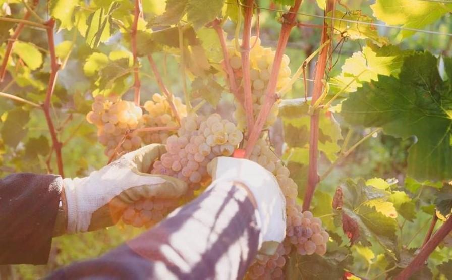 ca dei frati particolare vendemmia