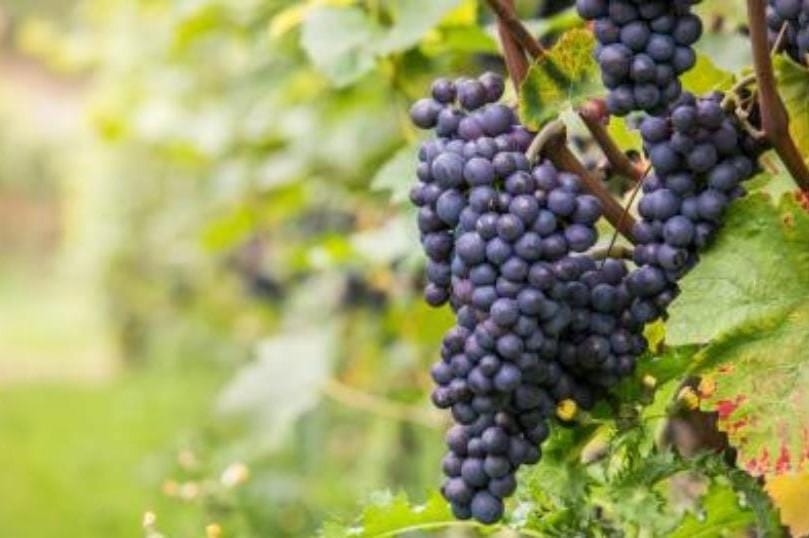 danilo thomain particolare grappolo