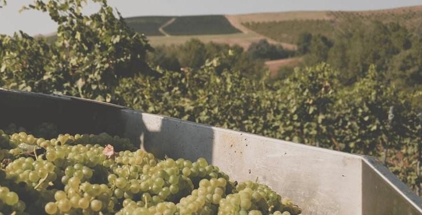 Casa vinicola Fratelli Natta Incredibile dal 1859 9 fratelli natta in vendemmia