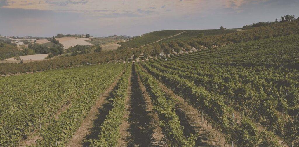 Casa vinicola Fratelli Natta Incredibile dal 1859 11 fratelli natta le vigne