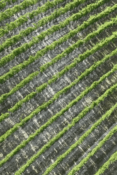 sottimano vigneto cotta