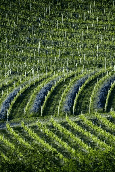 sottimano vigneto curra