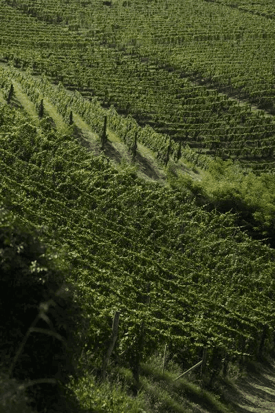 sottimano vigneto pajore