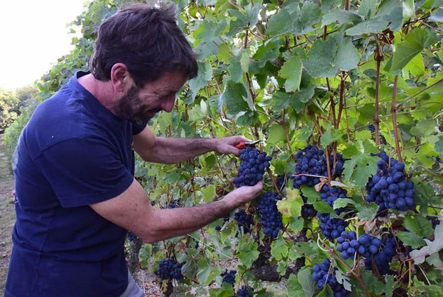 Casa vinicola Sulin Notevole dal 1919 13 sulin la vendemmia