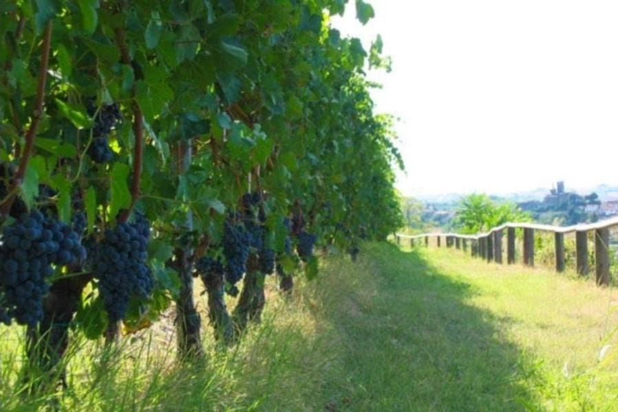 Casa vinicola Sulin Notevole dal 1919 12 sulin particolare vigneto