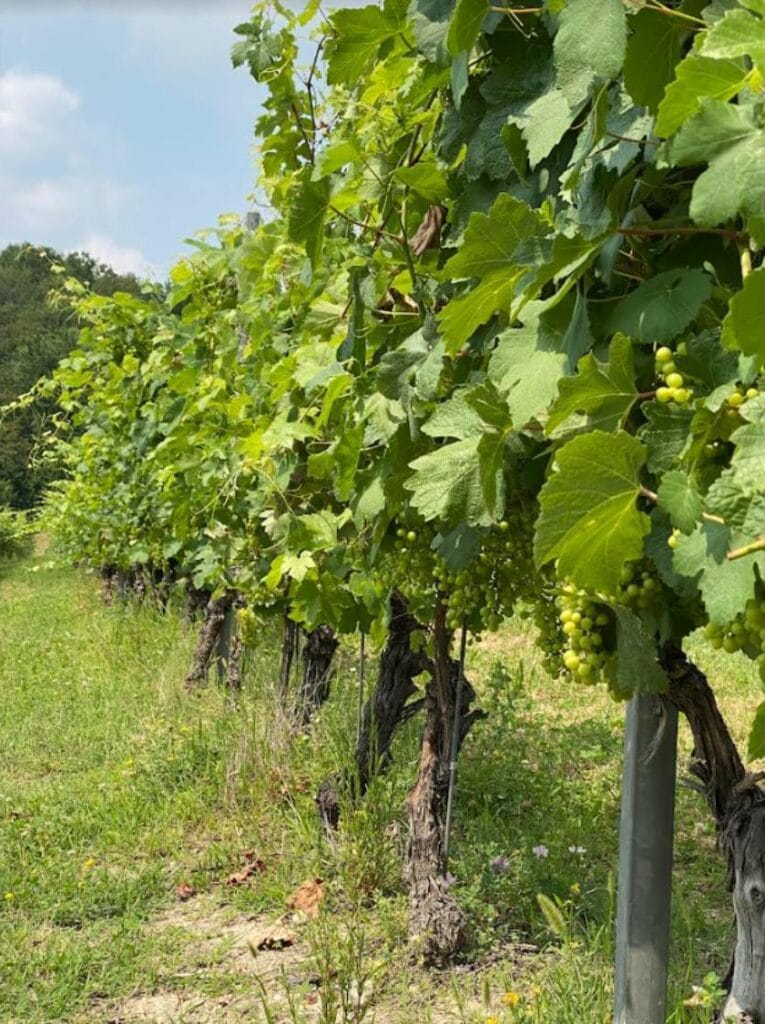 tenuta magrini particolare vigna e1719339636530