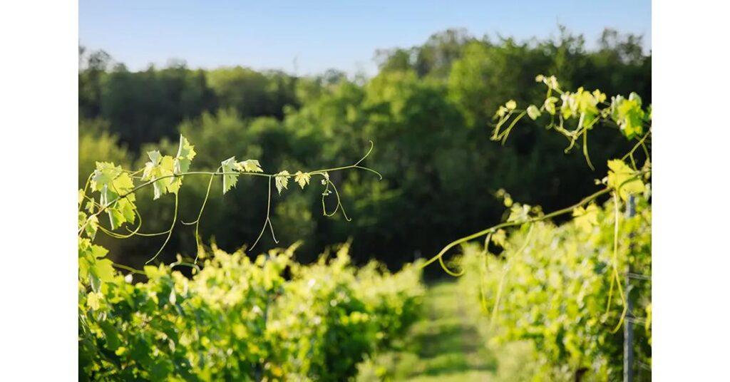 tenuta magrini particolare vigne