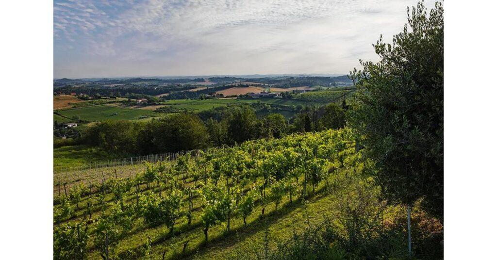 tenuta magrini un mare di colline