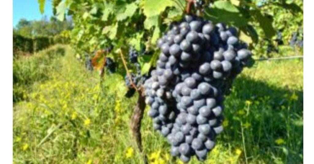 Casa vinicola Auriel Sorprendente dal 2005 5 auriel grappolo