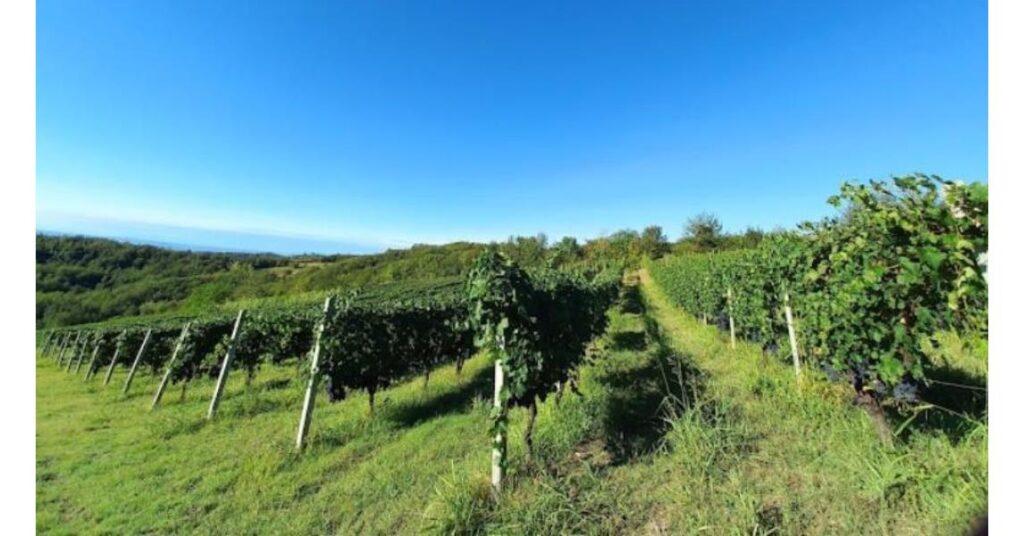 Casa vinicola Auriel Sorprendente dal 2005 6 auriel la vigna
