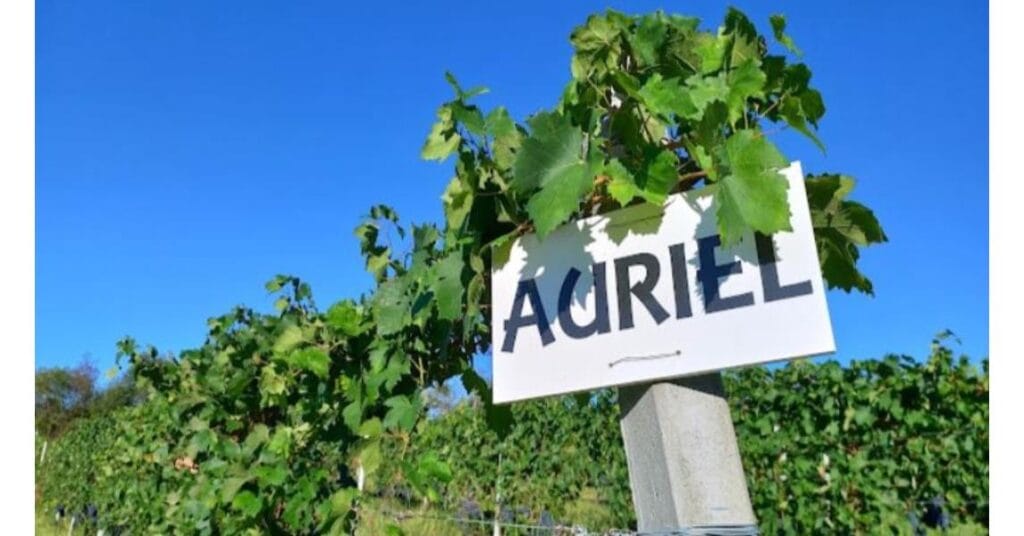 Casa vinicola Auriel Sorprendente dal 2005 7 auriel particolare