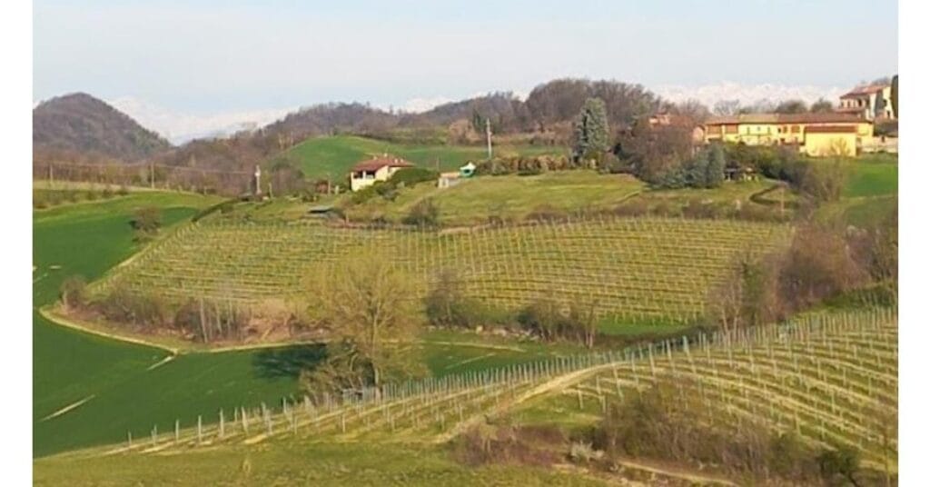 Casa vinicola Auriel Sorprendente dal 2005 8 auriel vista vigne