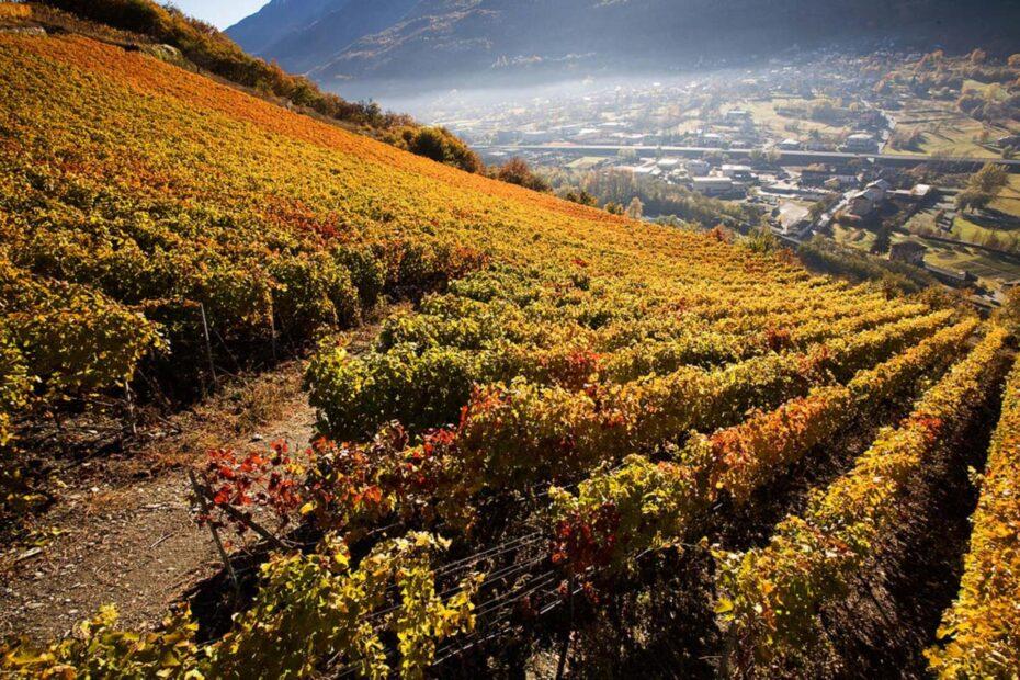 casa vinicola lo triolet vista di una scorcio panoramico delle vigne e del paesaggio montano