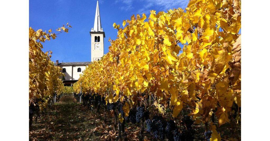 Casa vinicola Lo Triolet Sorprendente dal 1993 11 lo triolet il vigneto