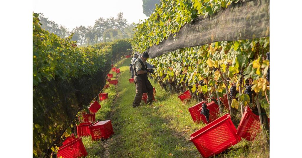 massolino la vendemmia