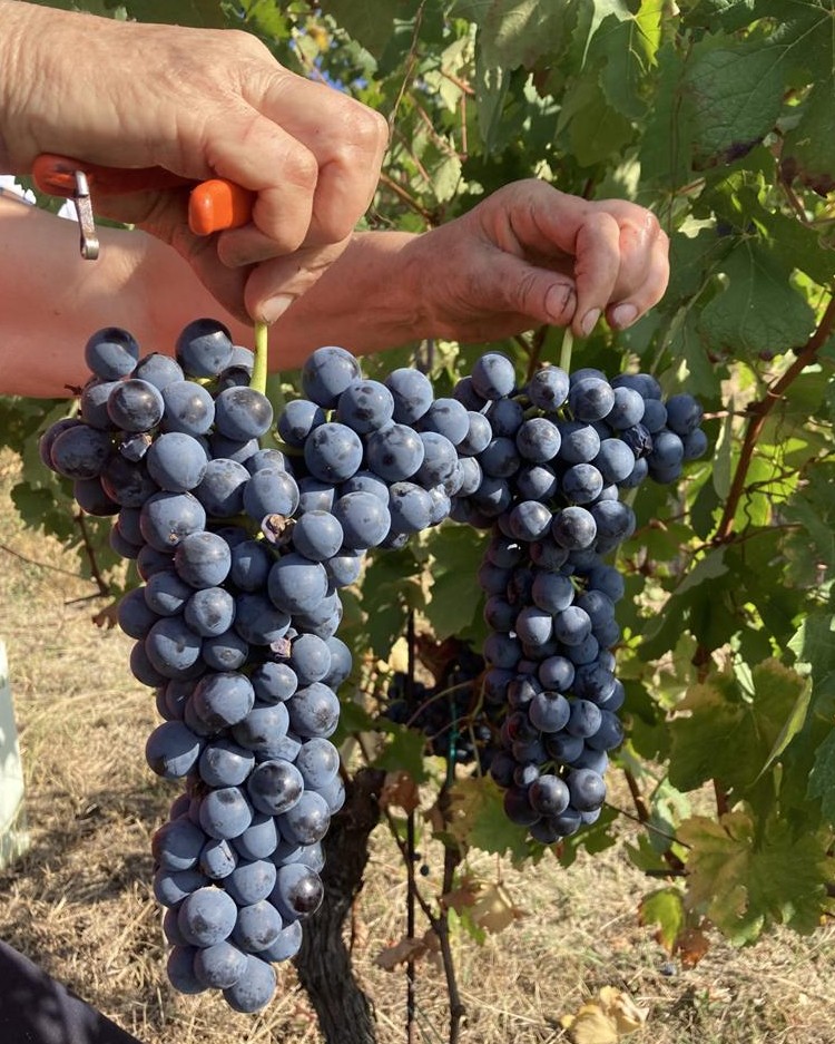 cascina voglietti i grappoli