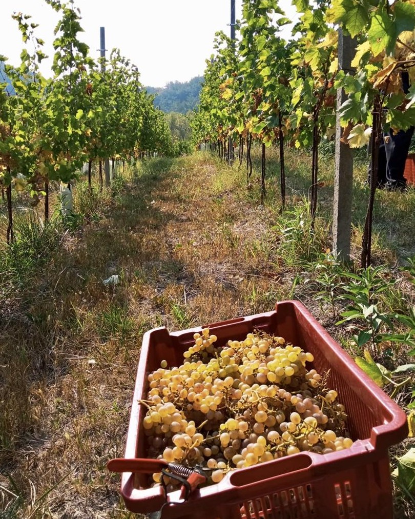 cascina voglietti la vendemmia