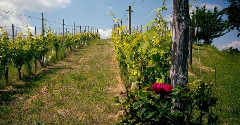 cascina voglietti particolare vigna